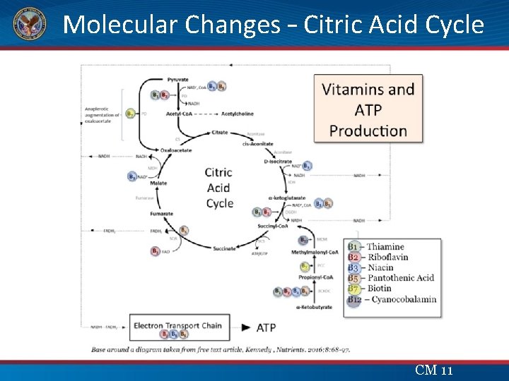  Molecular Changes – Citric Acid Cycle CM 11 