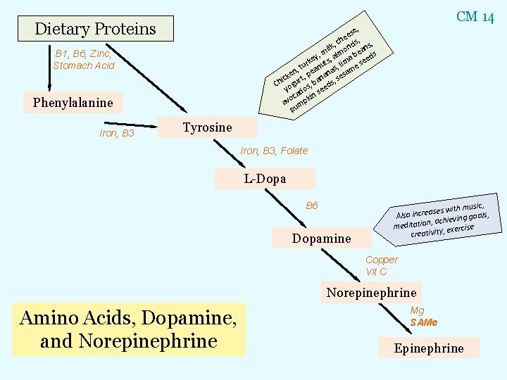 Dietary Proteins B 1, B 6, Zinc, Stomach Acid Phenylalanine Iron, B 3 CM