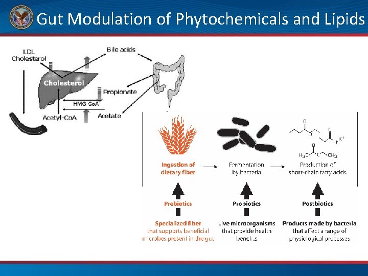 Gut Modulation of Phytochemicals and Lipids 