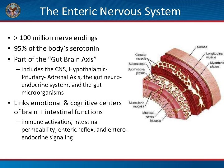 The Enteric Nervous System • > 100 million nerve endings • 95% of the