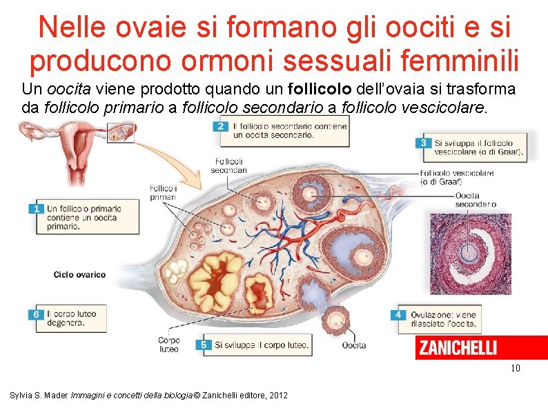 Nelle ovaie si formano gli oociti e si producono ormoni sessuali femminili Un oocita