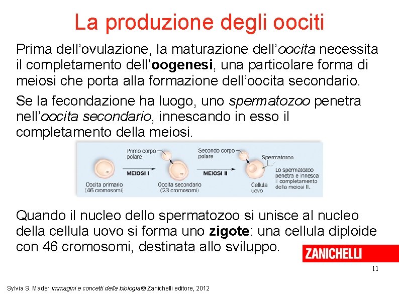 La produzione degli oociti Prima dell’ovulazione, la maturazione dell’oocita necessita il completamento dell’oogenesi, una