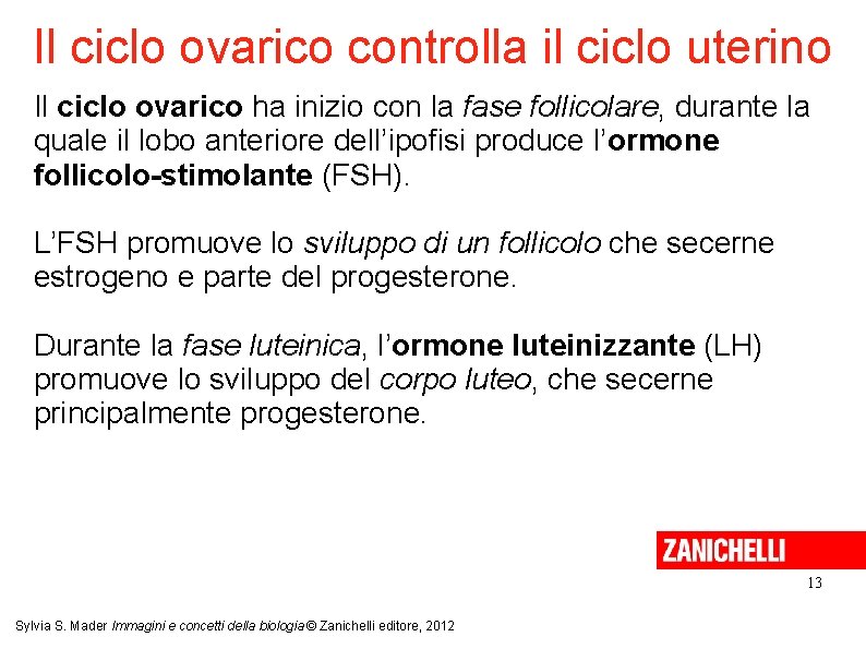 Il ciclo ovarico controlla il ciclo uterino Il ciclo ovarico ha inizio con la