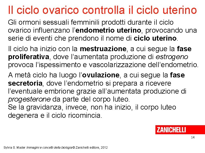 Il ciclo ovarico controlla il ciclo uterino Gli ormoni sessuali femminili prodotti durante il