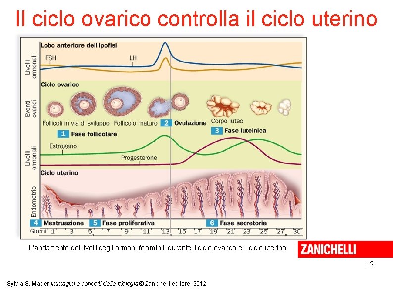 Il ciclo ovarico controlla il ciclo uterino L’andamento dei livelli degli ormoni femminili durante