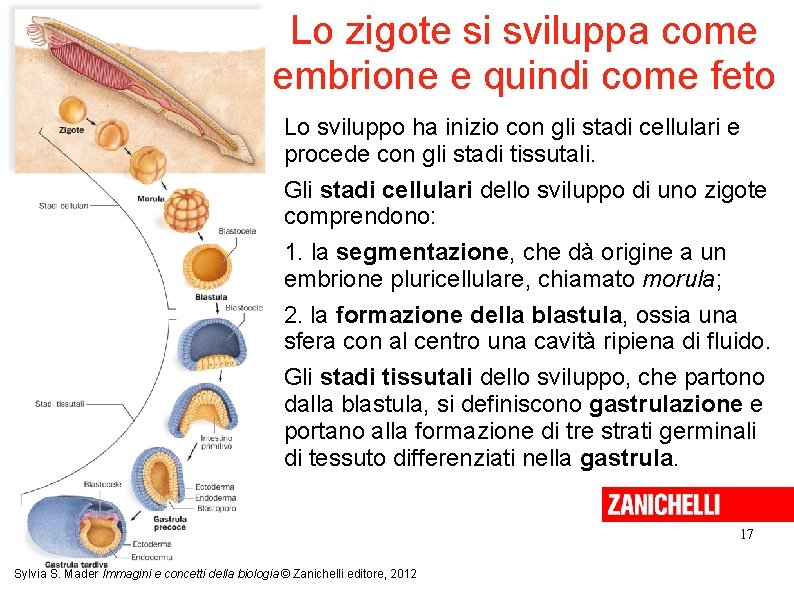 Lo zigote si sviluppa come embrione e quindi come feto Lo sviluppo ha inizio