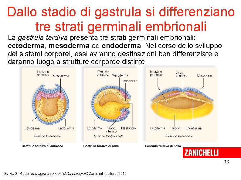 Dallo stadio di gastrula si differenziano tre strati germinali embrionali La gastrula tardiva presenta