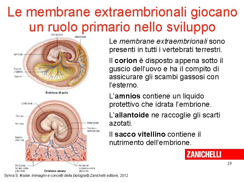 Le membrane extraembrionali giocano un ruolo primario nello sviluppo Le membrane extraembrionali sono presenti