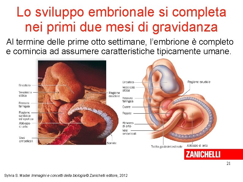 Lo sviluppo embrionale si completa nei primi due mesi di gravidanza Al termine delle