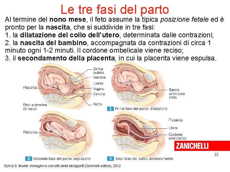 Le tre fasi del parto Al termine del nono mese, il feto assume la