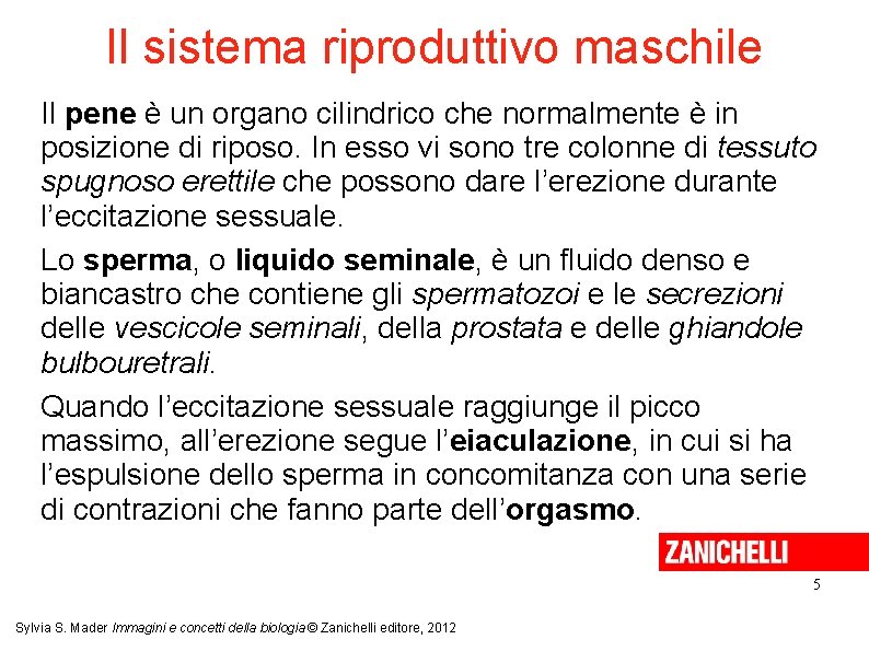 Il sistema riproduttivo maschile Il pene è un organo cilindrico che normalmente è in