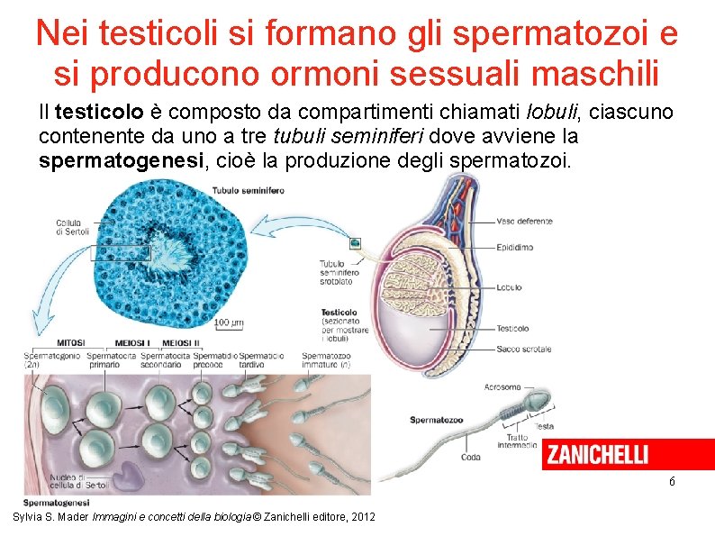 Nei testicoli si formano gli spermatozoi e si producono ormoni sessuali maschili Il testicolo