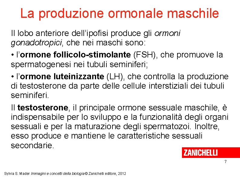 La produzione ormonale maschile Il lobo anteriore dell’ipofisi produce gli ormoni gonadotropici, che nei