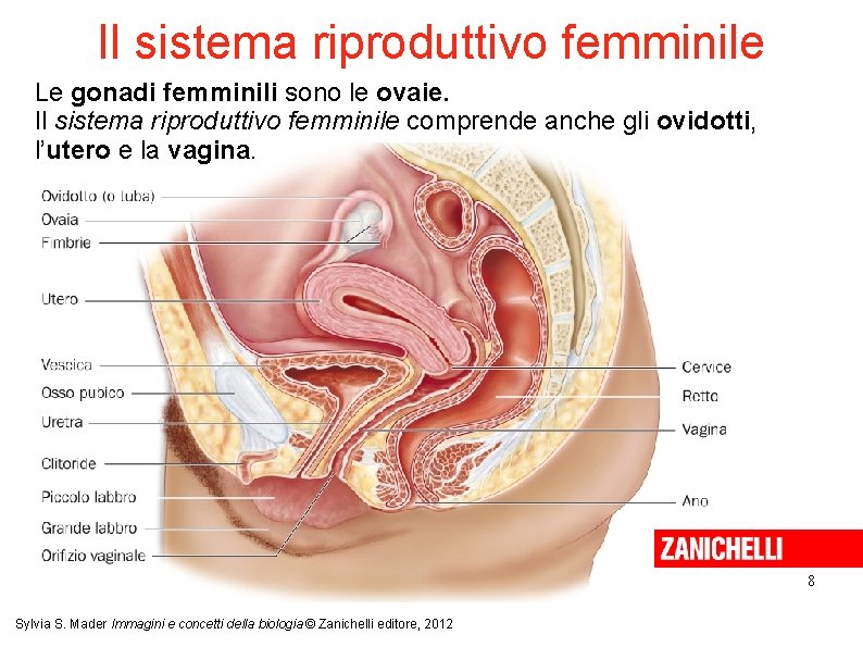 Il sistema riproduttivo femminile Le gonadi femminili sono le ovaie. Il sistema riproduttivo femminile