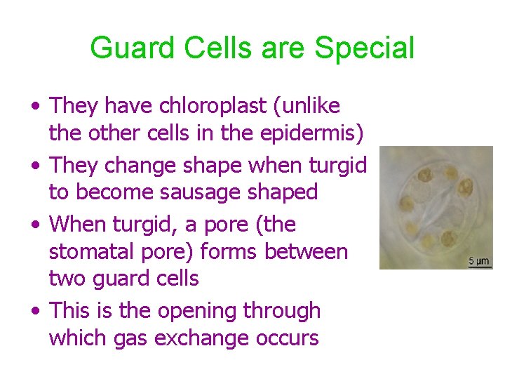 Guard Cells are Special • They have chloroplast (unlike the other cells in the