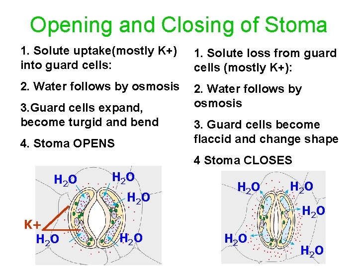 Opening and Closing of Stoma 1. Solute uptake(mostly K+) into guard cells: 1. Solute