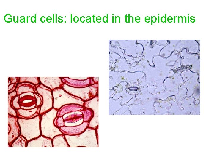 Guard cells: located in the epidermis 