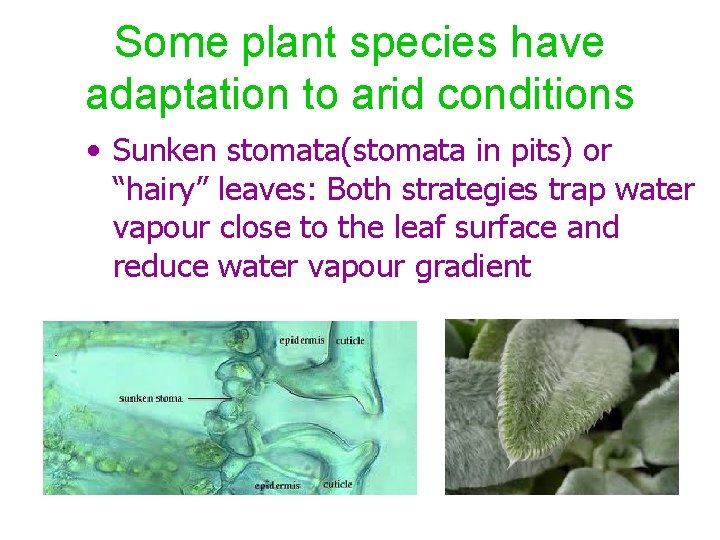 Some plant species have adaptation to arid conditions • Sunken stomata(stomata in pits) or