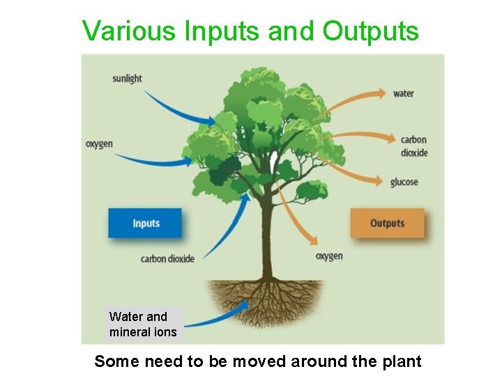 Various Inputs and Outputs Water and mineral ions Some need to be moved around