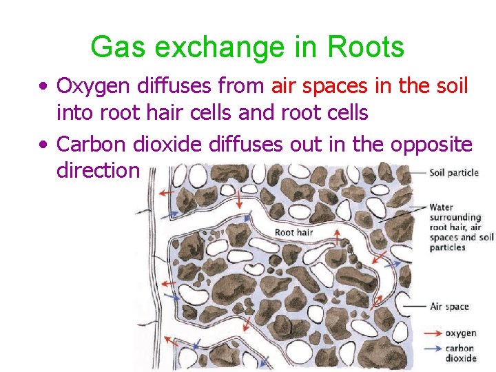 Gas exchange in Roots • Oxygen diffuses from air spaces in the soil into