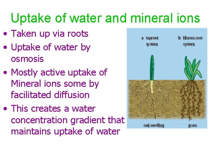 Uptake of water and mineral ions • Taken up via roots • Uptake of