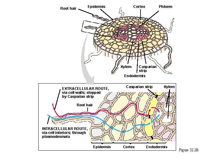 Epidermis Root hair Cortex Phloem Xylem Casparian strip Endodermis EXTRACELLULAR ROUTE, via cell walls;