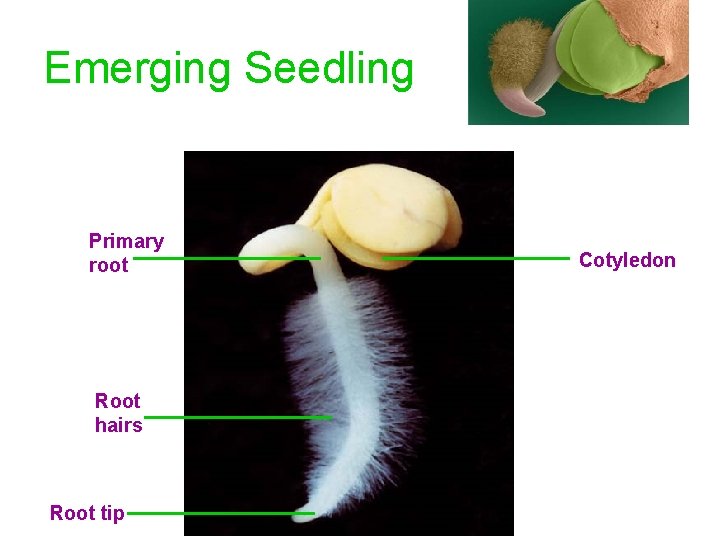 Emerging Seedling Primary root Root hairs Root tip Cotyledon 