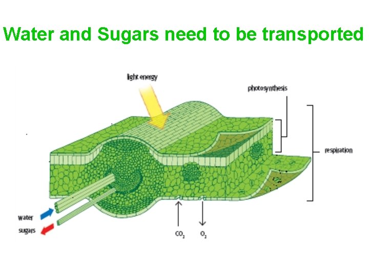 Water and Sugars need to be transported 