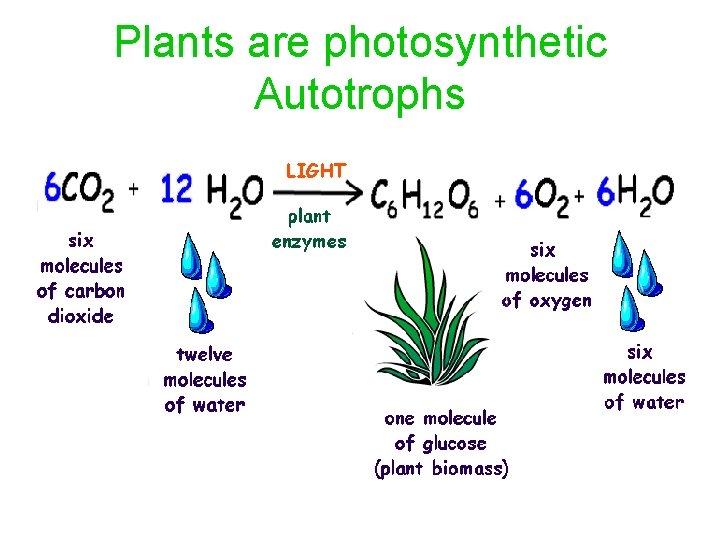 Plants are photosynthetic Autotrophs 