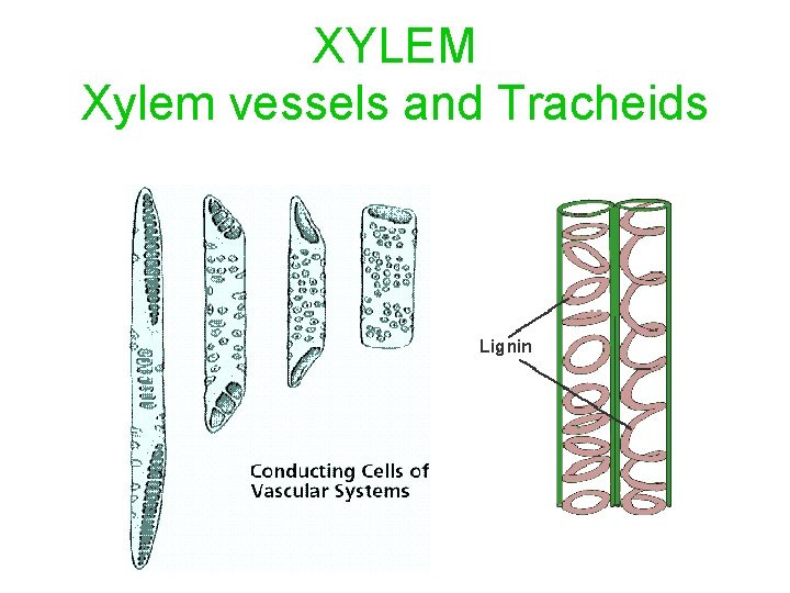 XYLEM Xylem vessels and Tracheids 