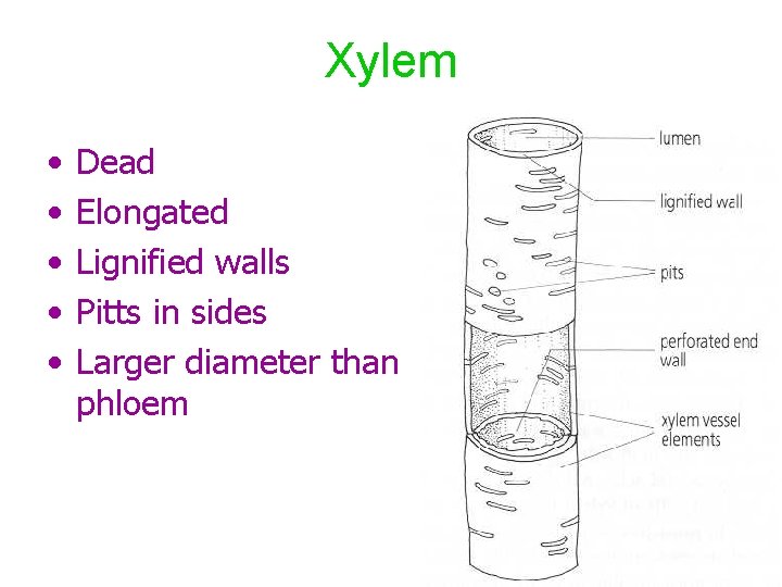 Xylem • • • Dead Elongated Lignified walls Pitts in sides Larger diameter than