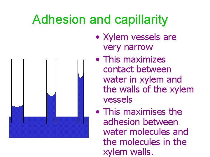 Adhesion and capillarity • Xylem vessels are very narrow • This maximizes contact between