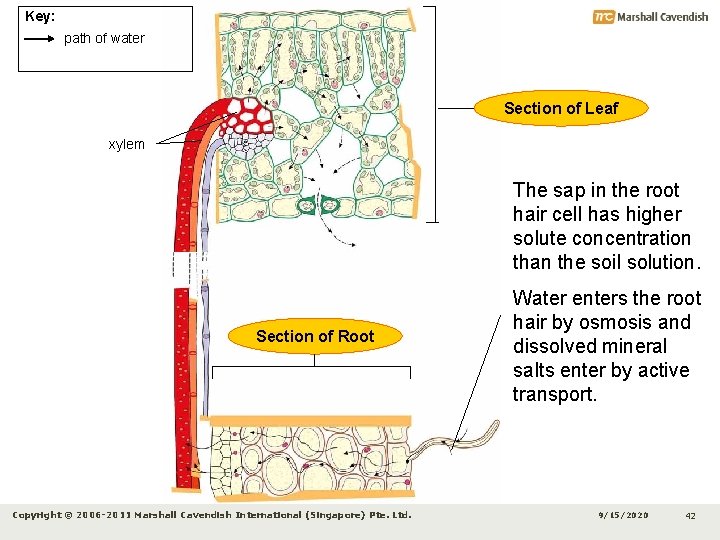 Key: path of water Section of Leaf xylem The sap in the root hair