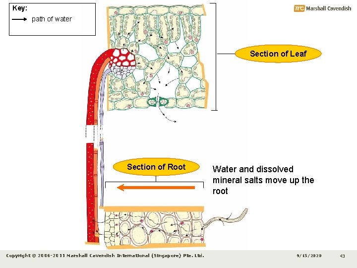 Key: path of water Section of Leaf Section of Root Copyright © 2006 -2011