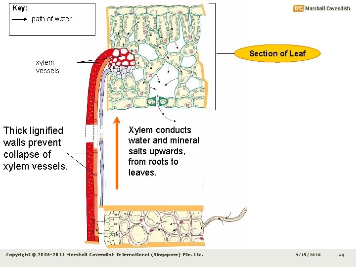 Key: path of water Section of Leaf xylem vessels Thick lignified walls prevent collapse