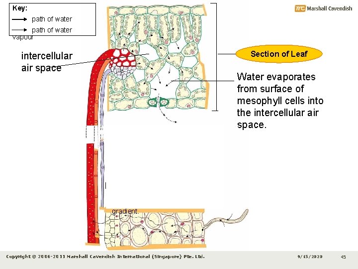 Key: path of water vapour Section of Leaf intercellular air space Xylem conducts water