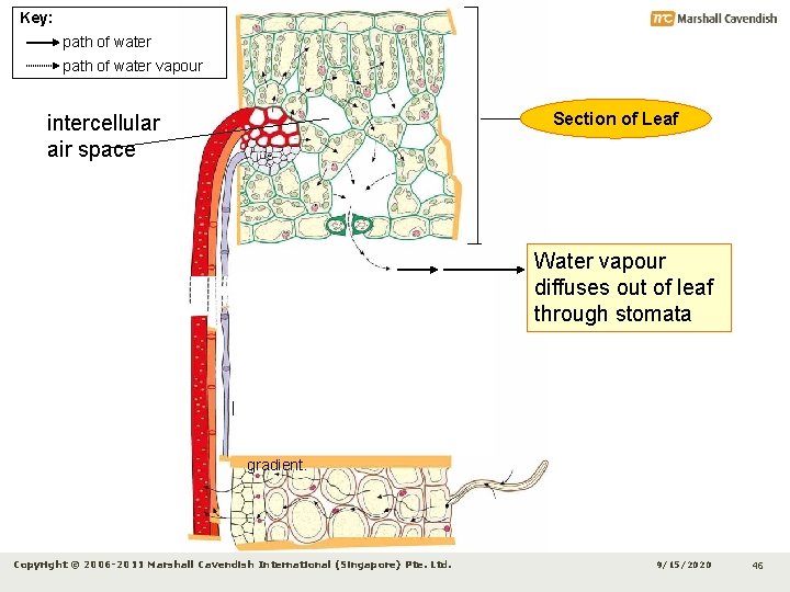 Key: path of water vapour Section of Leaf intercellular air space Xylem conducts water