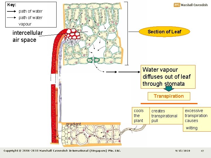 Key: path of water vapour Section of Leaf intercellular air space Xylem conducts water