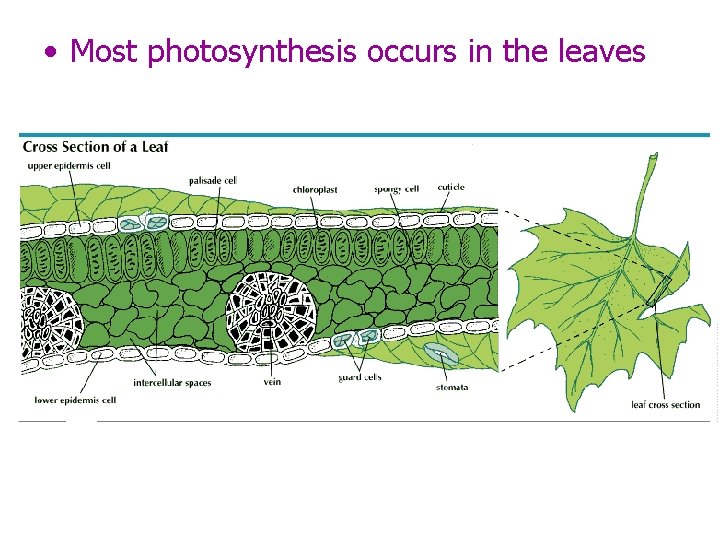  • Most photosynthesis occurs in the leaves 