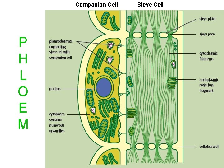 Companion Cell P H L O E M Sieve Cell 