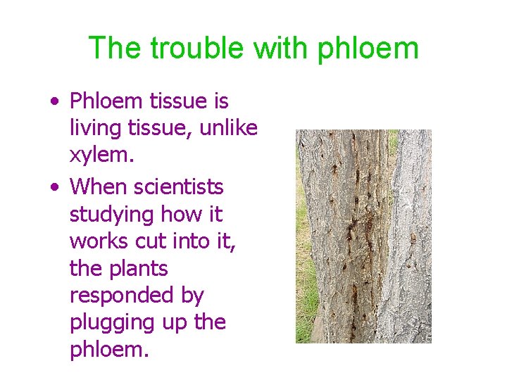 The trouble with phloem • Phloem tissue is living tissue, unlike xylem. • When
