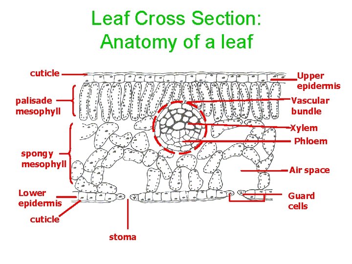 Leaf Cross Section: Anatomy of a leaf cuticle Upper epidermis palisade mesophyll Vascular bundle