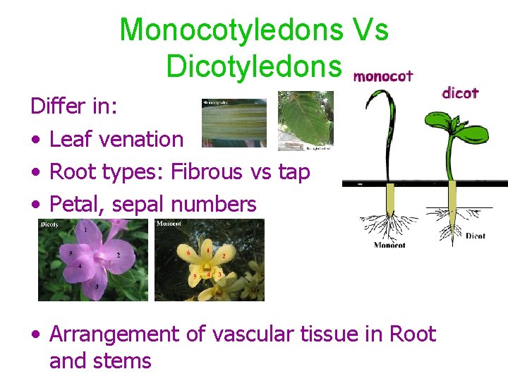 Monocotyledons Vs Dicotyledons Differ in: • Leaf venation • Root types: Fibrous vs tap