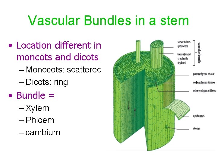 Vascular Bundles in a stem • Location different in moncots and dicots – Monocots: