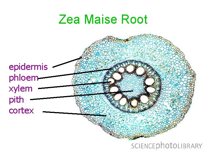 Zea Maise Root epidermis phloem xylem pith cortex 