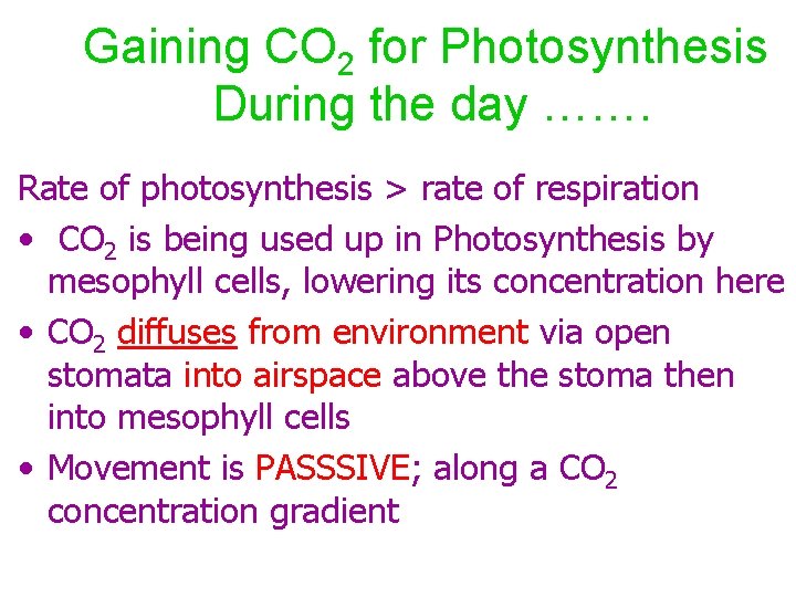 Gaining CO 2 for Photosynthesis During the day ……. Rate of photosynthesis > rate