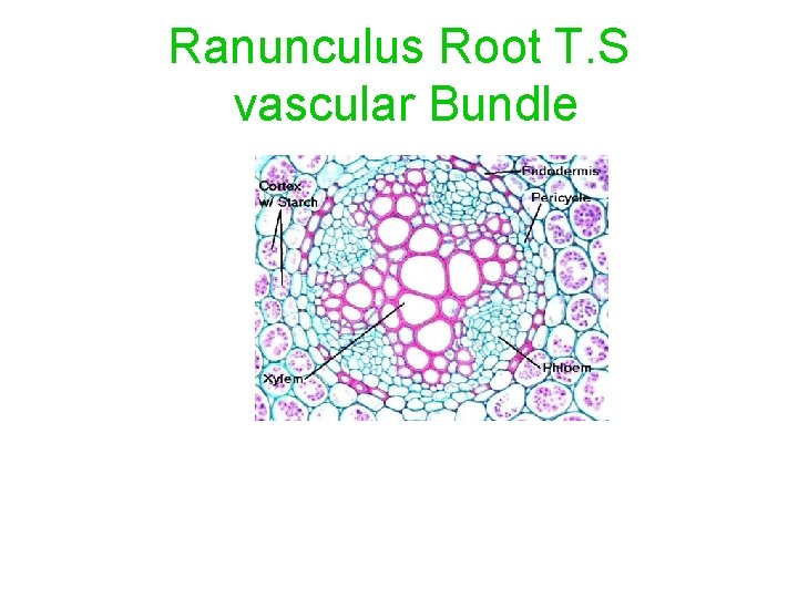 Ranunculus Root T. S vascular Bundle 