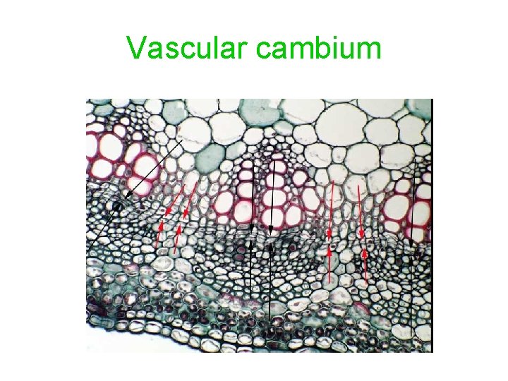 Vascular cambium 