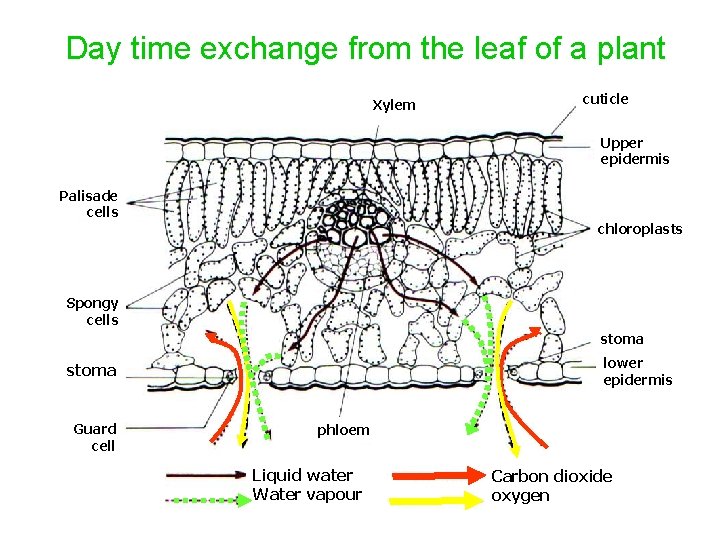 Day time exchange from the leaf of a plant Xylem cuticle Upper epidermis Palisade