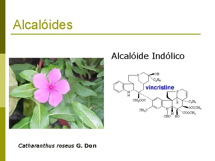 Alcalóides Alcalóide Indólico Catharanthus roseus G. Don 